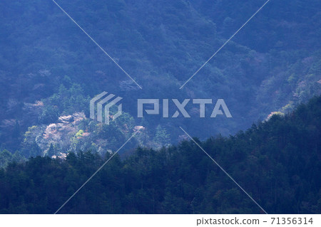 Tottori four seasons walk spring Atagoyama 71356314