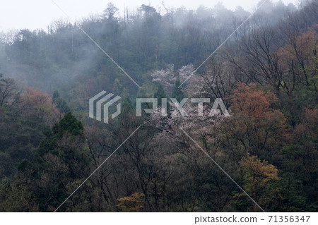 Tottori four seasons walk spring Atagoyama 71356347
