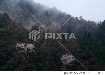Tottori four seasons walk spring Atagoyama Tottori four seasons walk spring Atagoyama 71356350