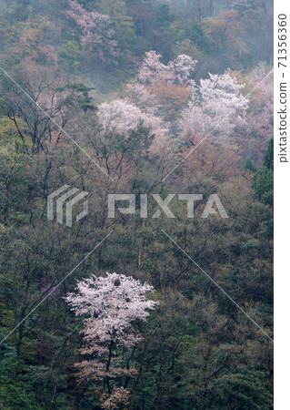 Tottori four seasons walk spring Atagoyama Tottori four seasons walk spring Atagoyama 71356360