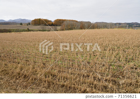 Photographing the scenery of a soybean field that is about to be harvested in Assabu-cho, Hokkaido 71356621