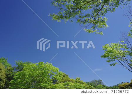 Fresh green and blue sky Fresh green and blue sky 71356772