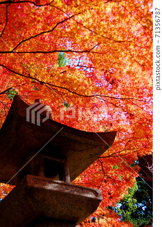 [Tamba City, Hyogo Prefecture] Maple leaves and lanterns in the sun 71356787