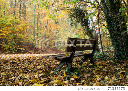 Closeup of wooden bench in the autumnal forest 71357275
