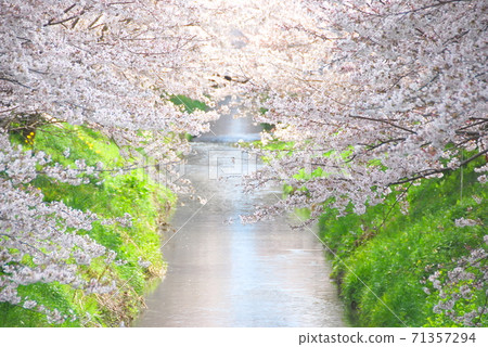 [Yasu City, Shiga Prefecture] Cherry blossoms in full bloom over the river 71357294