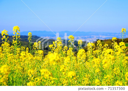 [Awaji City, Hyogo Prefecture] A yellow carpet overlooking the Akashi Kaikyo Bridge 71357300