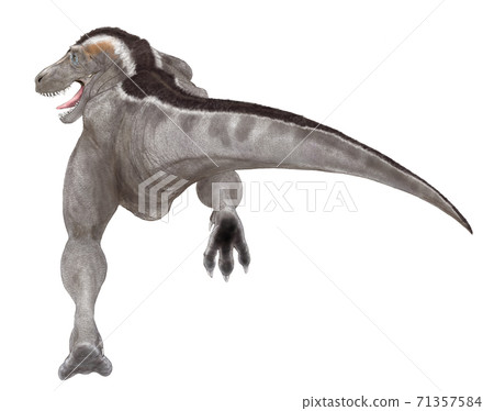 Cretaceous carnivorous dinosaur Tyrannosaurus Rex depicting the back without the background 71357584