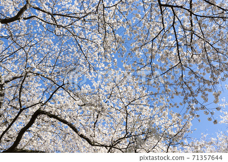 Sakura Somei Yoshino cherry blossoms in full bloom against the blue sky Sakura Somei Yoshino cherry blossoms in full bloom against the blue sky 71357644