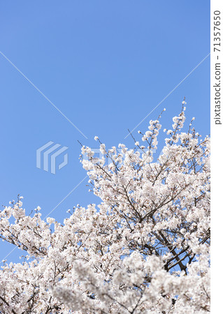 櫻花盛開,映襯在藍天下 櫻花盛開,映襯在藍天下 71357650