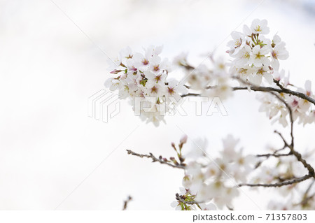 Blooming cherry blossoms Yoshino cherry blossoms up Blooming cherry blossoms Yoshino cherry blossoms up 71357803