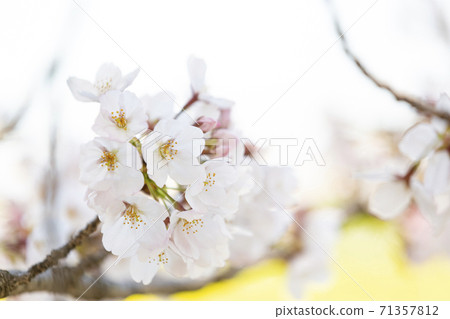 盛開的櫻花盛美吉野開花 盛開的櫻花盛美吉野開花 71357812