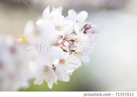 盛開的櫻花盛美吉野開花 盛開的櫻花盛美吉野開花 71357813