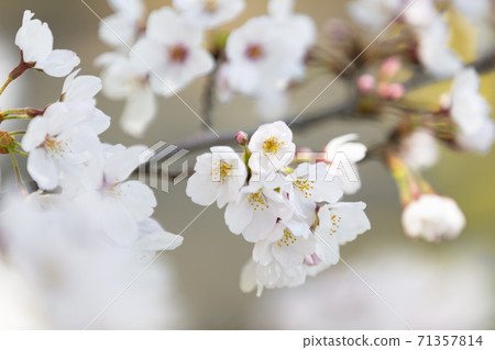 盛開的櫻花盛美吉野開花 盛開的櫻花盛美吉野開花 71357814