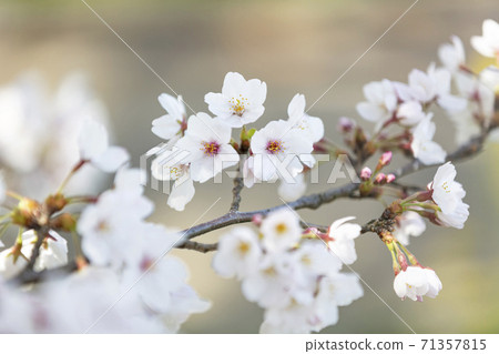 Blooming cherry blossoms Yoshino cherry blossoms up Blooming cherry blossoms Yoshino cherry blossoms up 71357815