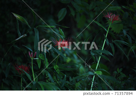 A cluster amaryllis in the forest A cluster amaryllis in the forest 71357894