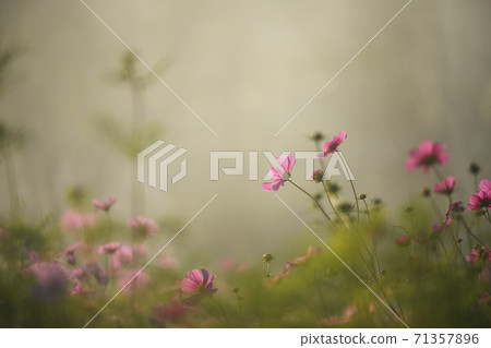 Autumn cherry blossoms wrapped in mist 71357896