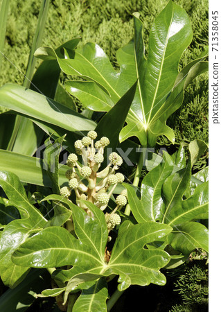 黃白色球形八手芽 71358045