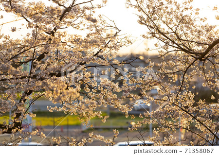 櫻花染成吉野染上夕陽的紅色 櫻花染成吉野染上夕陽的紅色 71358067
