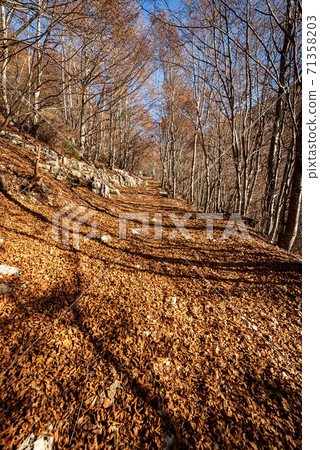 Footpath in Autumn in Italian Alps - Corno d'Aquilio in Lessinia Plateau 71358203