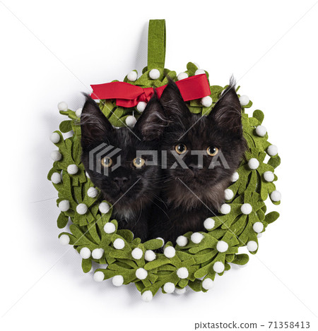 Two black Maine Coon cat kittens on white 71358413