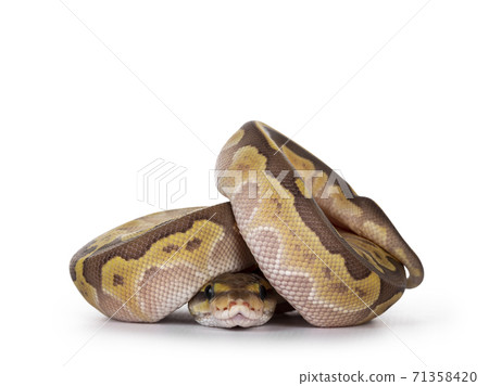 Lesser Pastel baby ballpython on white 71358420