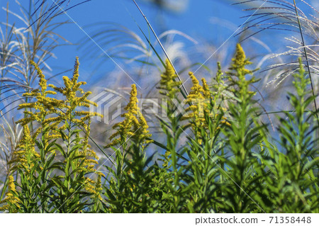 用金色為日本的秋天染上青春色的秋田彩 71358448