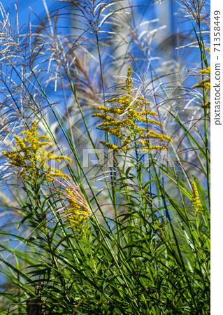 用金色為日本的秋天染上青春色的秋田彩 71358449