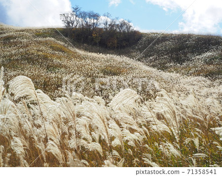 Shizuoka Prefecture Juriki Kogen Miscanthus November 71358541