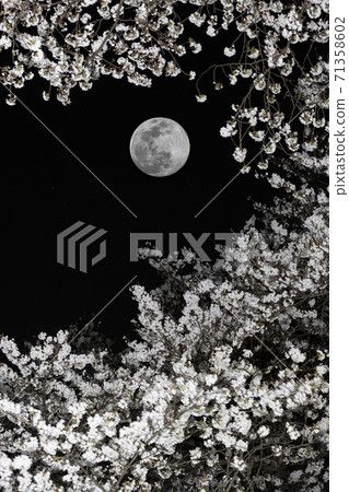 Yoshino cherry tree in full bloom under the moon 71358602