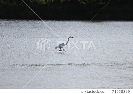 白鷺白鷺小白鷺小白鷺 71358839