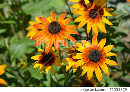 Tetra Gloriosa Daisy Tetra Gloriosa Daisy 71358879