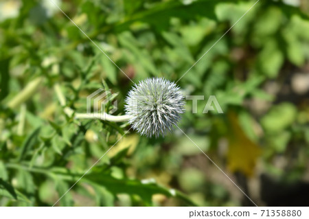 Southern globethistle Southern globethistle 71358880