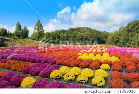 Mom's Flower Mom's Flower 71358926