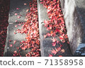 秋天的紅葉地毯和光 71358958