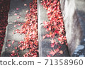 秋天的紅葉地毯和光 71358960
