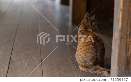 等待某事的貓 等待某事的貓 71359537