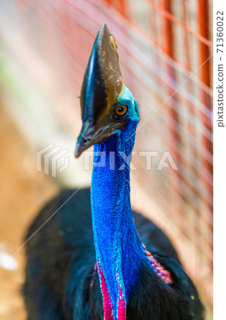 Cassowary close-up. Cassowary head. Big aggressive bird Cassowary close-up. Cassowary head. Big aggressive bird 71360022