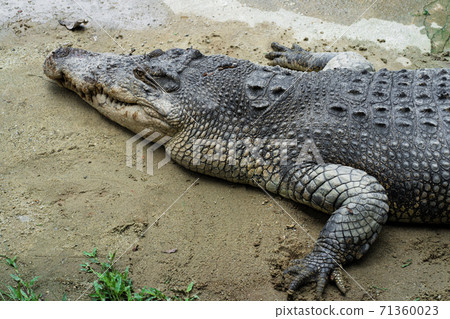 Dangerous crocodile on the lake close up Dangerous crocodile on the lake close up 71360023