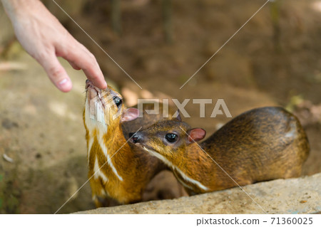 Kanchil is an amazing cute baby deer from the tropics. The mouse deer is one of the most unusual animals. Cloven-hoofed mouse 71360025