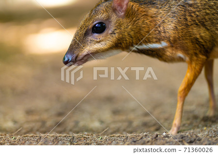 Kanchil is an amazing cute baby deer from the tropics. The mouse deer is one of the most unusual animals. Cloven-hoofed mouse 71360026