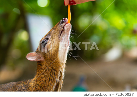 Kanchil is an amazing cute baby deer from the tropics. The mouse deer is one of the most unusual animals. Cloven-hoofed mouse 71360027