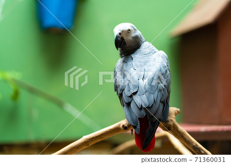 Congo African Grey Parrot in zoo close up 71360031