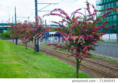 Blooming hawthorn trees in the city in summer Blooming hawthorn trees in the city in summer 71360043