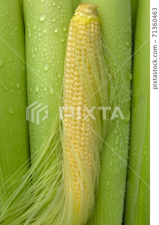 嫩殼，玉米筍，玉米，柔らかい殻、ベビーコーン、コーン、Tender husks, baby corn 71360463