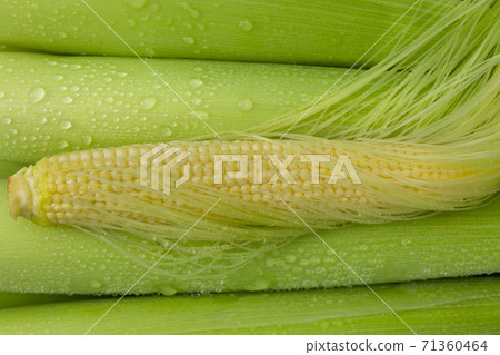 嫩殼，玉米筍，玉米，柔らかい殻、ベビーコーン、コーン、Tender husks, baby corn 71360464
