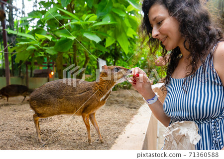 The girl feeds Kanchil from her hands at the zoo 71360588