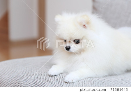 男性博美犬坐在沙發上,放鬆 男性博美犬坐在沙發上,放鬆 71361643