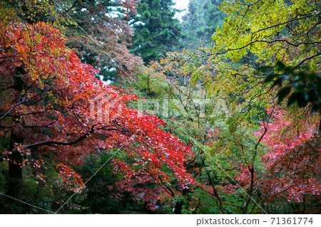Autumn leaves in Hanno City, Saitama Prefecture Ame no Togo Park Momiji Festival Autumn leaves in Hanno City, Saitama Prefecture Ame no Togo Park Momiji Festival 71361774