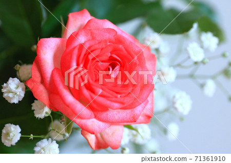 rose rose 71361910