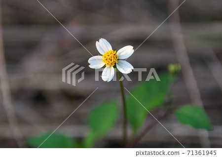 Koshironosendangsa Koshironosendangsa 71361945